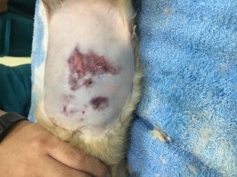น้องถั่วเค็ม ดวงแข็ง โดยสุนัขรุมกัดมารีบมาโรงพยาบาล บาดแผลเต็มตัว